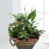 Cesta de Plantas Bahamas especial para regalo