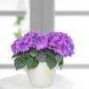 Planta Hortensia