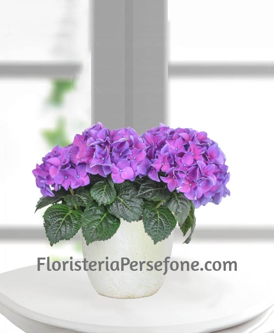Planta Hortensia | Comprar Flores Online | Floristería