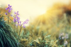 Enviar flores urgentes al tanatorio